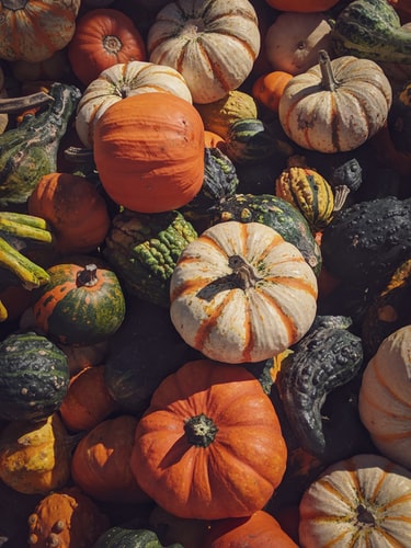 The Best Fall Fruits and Veggies!